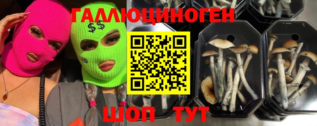 Псилоцибиновые грибы Cubensis  Галлюциногенные грибы мухоморы  Вход с VPN  Мончегорск 
